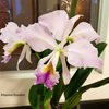 C. Memoria Jeanne Nichols (C. jenmanni SA x C. labiata) coerulea..